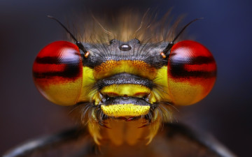 Картинка животные стрекозы насекомое глаза боке усики