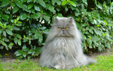 Картинка животные коты перс кот пушистый важный кусты персидский