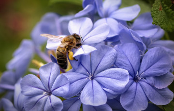Картинка животные пчелы +осы +шмели цветы сиреневые пчела фокус лепестки макро