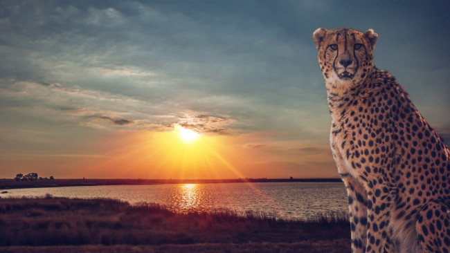 Обои картинки фото животные, гепарды, закат, озеро, саванна, дикая, кошка, гепард