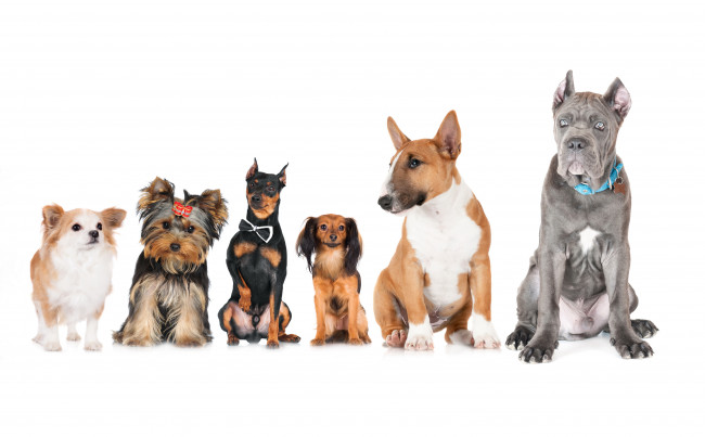 Обои картинки фото животные, собаки, чихуахуа, бультеррьер, кане, корс, русский, той, терьер, йоркширский, доберман