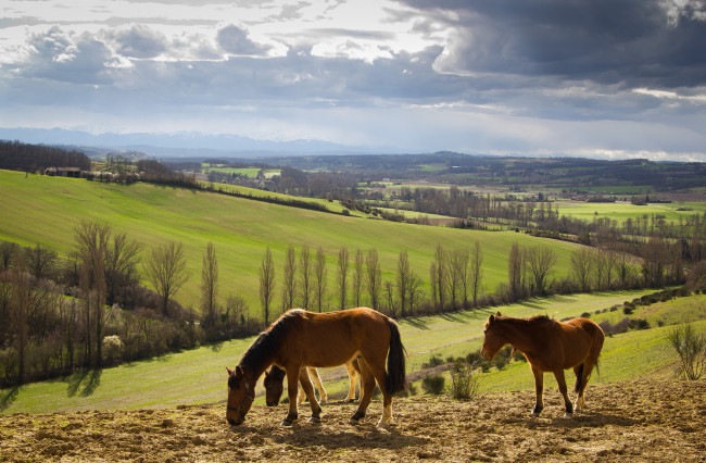 Обои картинки фото животные, лошади, поля, холмы, дервья, кони