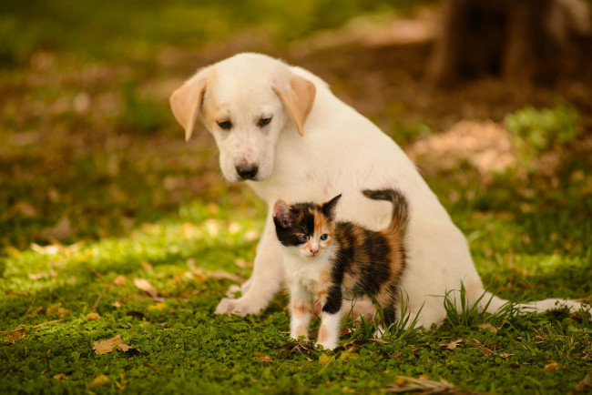 Обои картинки фото животные, разные вместе, друзья, котёнок, щенок, собака