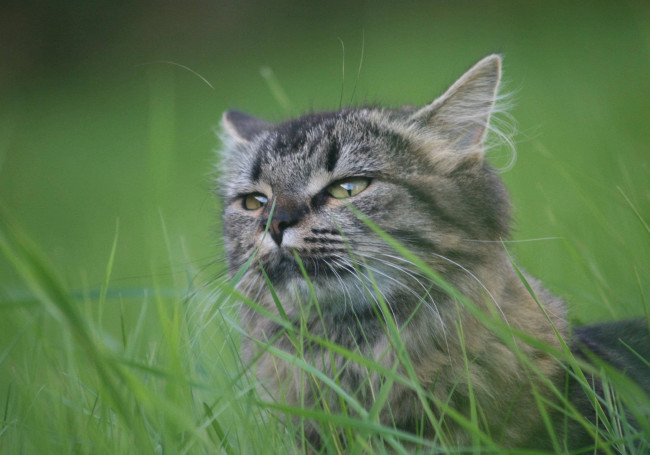 Обои картинки фото животные, коты, кот, лето, трава, глаза