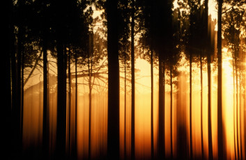 Картинка природа лес силуэты свет закат деревья