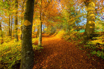 Картинка природа дороги лес дорога осень деревья пейзаж