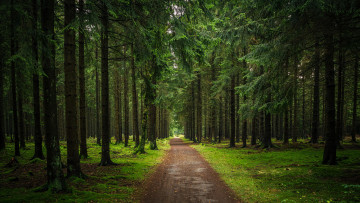 Картинка природа дороги пейзаж дорога лес деревья