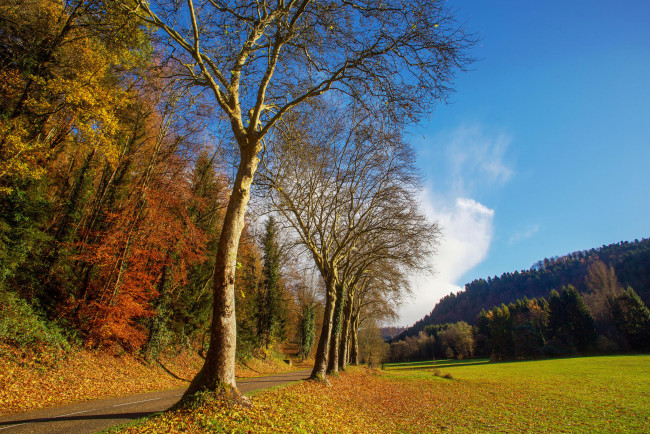 Обои картинки фото природа, пейзажи, поле, осень, лес, деревья, дорога