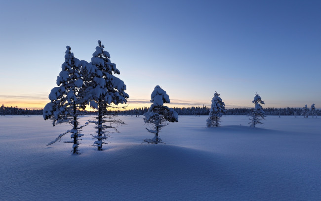 Обои картинки фото природа, деревья, снег, тайга, зима