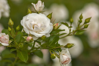 Картинка цветы розы лепестки бутон