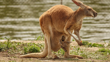 Картинка животные кенгуру детеныш сумка