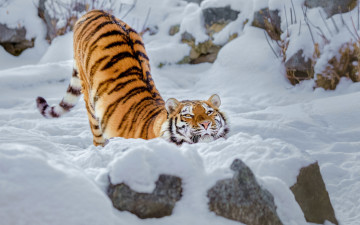 Картинка животные тигры тигрица дикая кошка снег зима