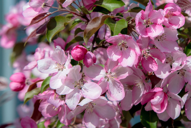 Обои картинки фото цветы, сакура,  вишня, цветение