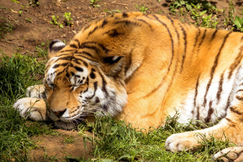 Картинка животные тигры тигр хищник