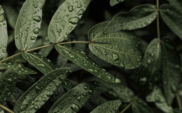 Картинка природа листья лист макро капли