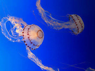 обоя животные, медузы