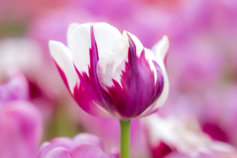 обоя цветы, тюльпаны, тюльпан, цветок, бутон, фиолетовый, белый