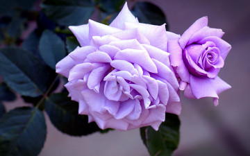 Картинка цветы розы лиловые капли