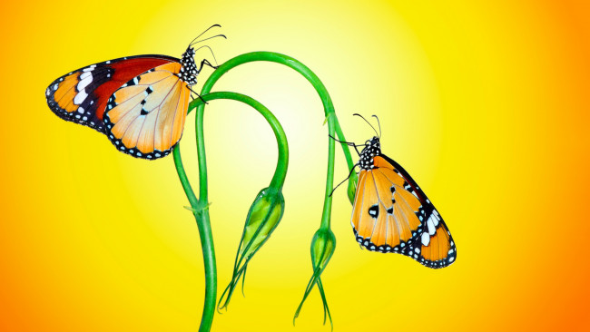 Обои картинки фото животные, бабочки,  мотыльки,  моли, макро, бабочка, стебель, насекомое