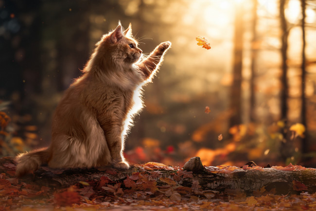 Обои картинки фото животные, коты, осень, кошка, лист, лапка