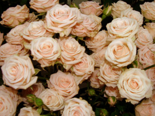Картинка цветы розы кремовый много