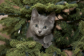 Картинка животные коты русская голубая котёнок ёлка