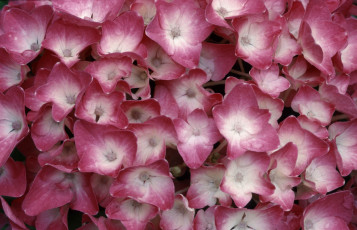 Картинка цветы гортензия макро лепестки