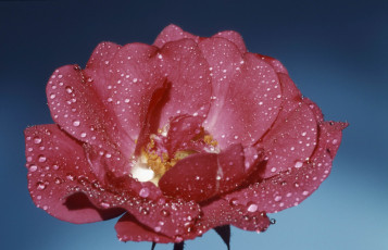 Картинка цветы розы капли роса лепестки макро