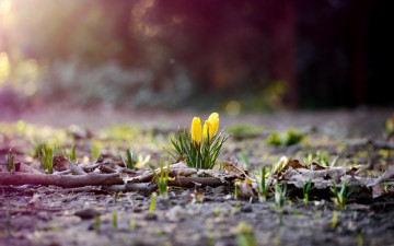 Картинка цветы крокусы первые весна