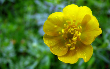 Картинка цветы желтый капли