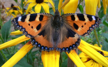 Картинка животные бабочки желтый цветок бабочка
