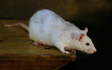 Картинка животные крысы мыши белая мышь
