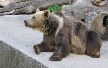 Картинка животные медведи зоопарк медведь
