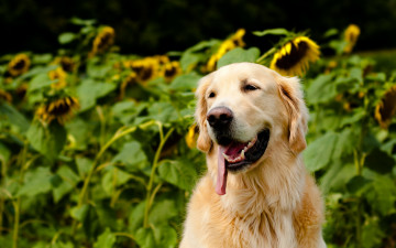 Картинка животные собаки собака лето природа