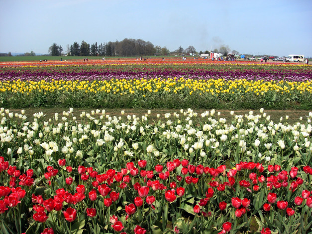 Обои картинки фото цветы, тюльпаны, желтый, поле, море, цветов, белый, красный