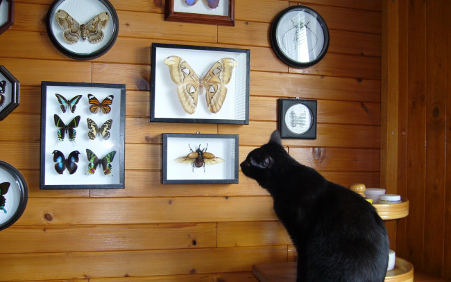 Обои картинки фото животные, коты, черный, кот, бабочки, коллекция