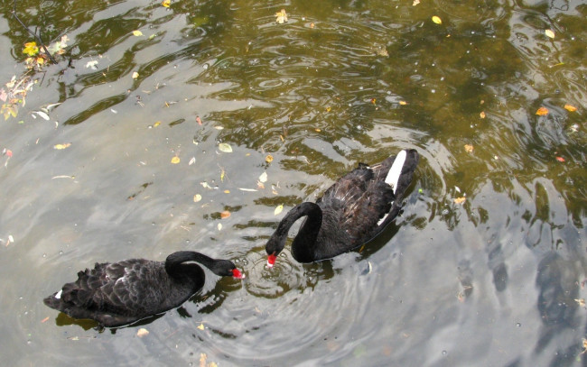 Обои картинки фото животные, лебеди, черные, вода, пруд