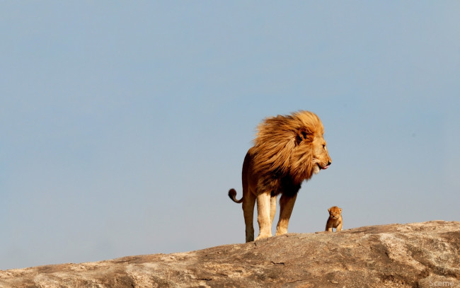 Обои картинки фото животные, львы, отец, львёнок, детёныш, царь, зверей
