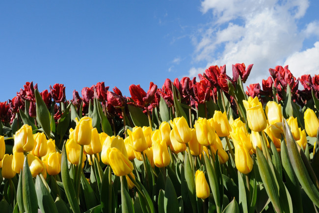 Обои картинки фото цветы, тюльпаны, небо
