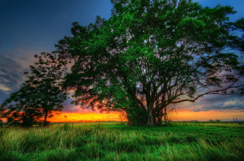 Картинка природа деревья трава луг закат
