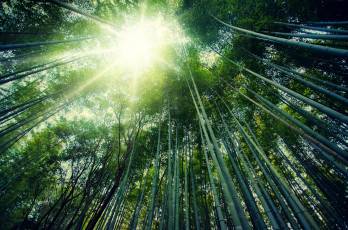 Картинка природа лес arashiyama kyoto japan