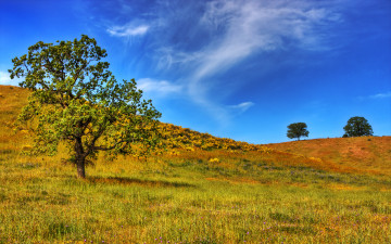 Картинка природа деревья дерево трава пригорок поле