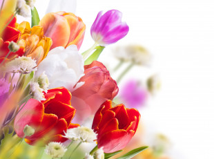 Картинка цветы разные+вместе тюльпаны букет