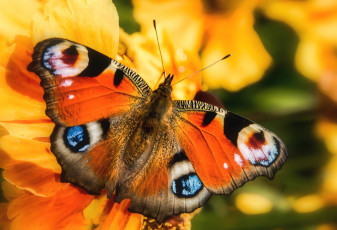 Картинка животные бабочки павлиний глаз