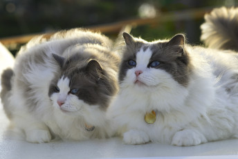 Картинка животные коты красавцы
