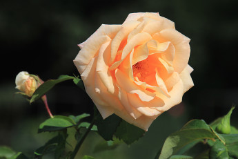 Картинка цветы розы королева