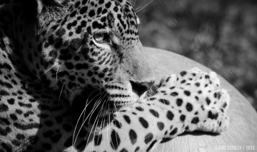Картинка животные Ягуары морда черно-белое лапа профиль кошка