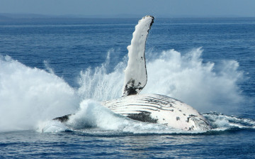 Картинка животные киты +кашалоты брызги