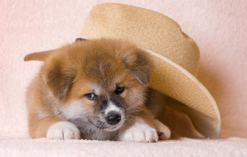 Картинка животные собаки шляпа щенок