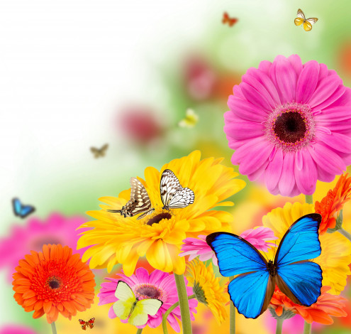 Обои картинки фото разное, компьютерный дизайн, colorful, весна, бабочки, flowers, spring, цветы, butterflies, gerbera, bright
